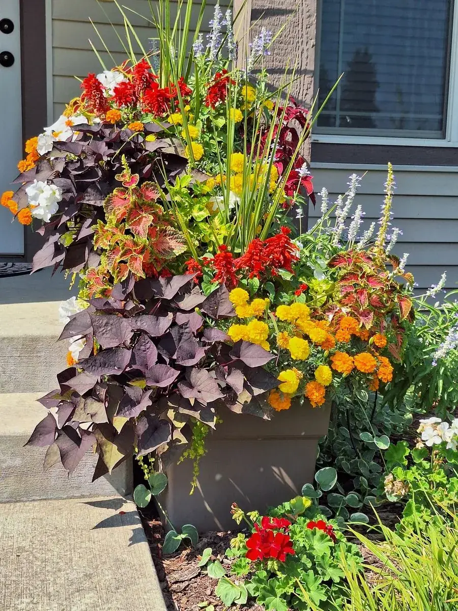 Colourful planters at a front entry