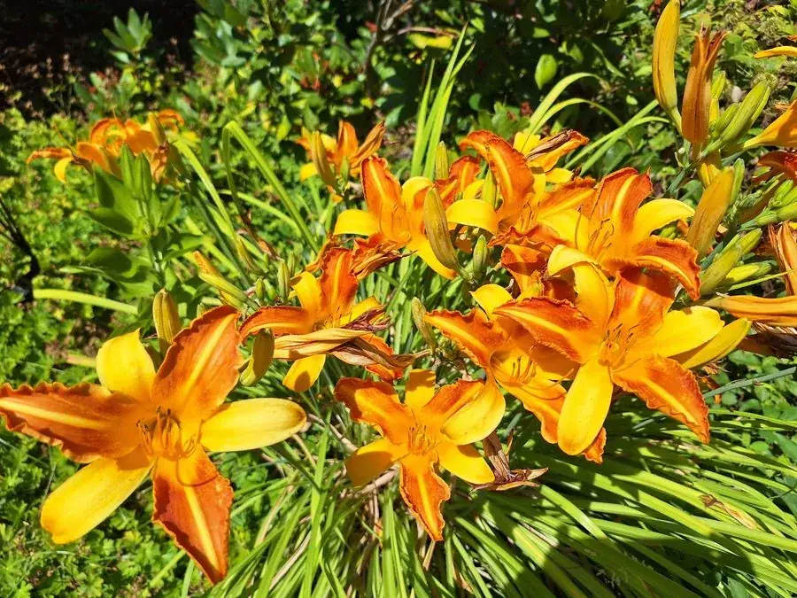 Orange daylilies in bloom
